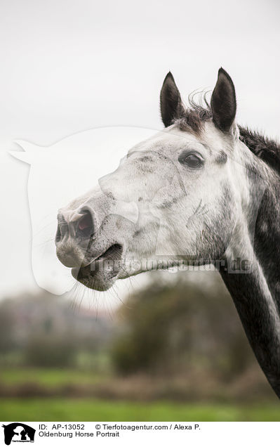 Oldenburger Portrait / Oldenburg Horse Portrait / AP-13052