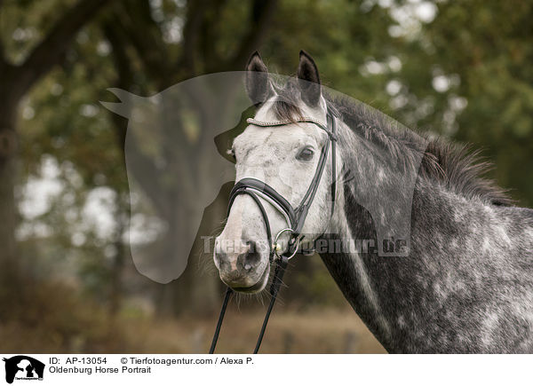 Oldenburger Portrait / Oldenburg Horse Portrait / AP-13054