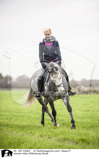 Frau reitet Oldenburger / woman rides Oldenburg Horse / AP-13064