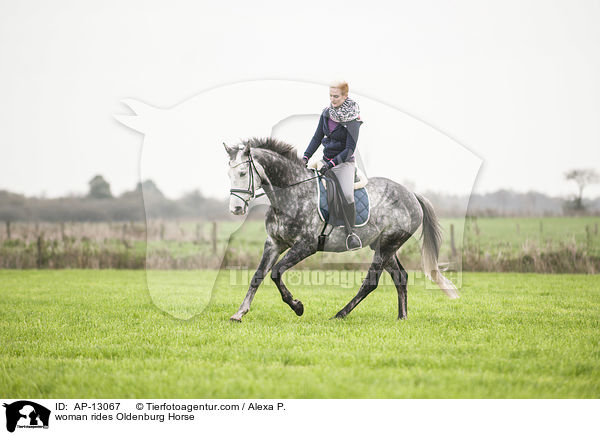 Frau reitet Oldenburger / woman rides Oldenburg Horse / AP-13067