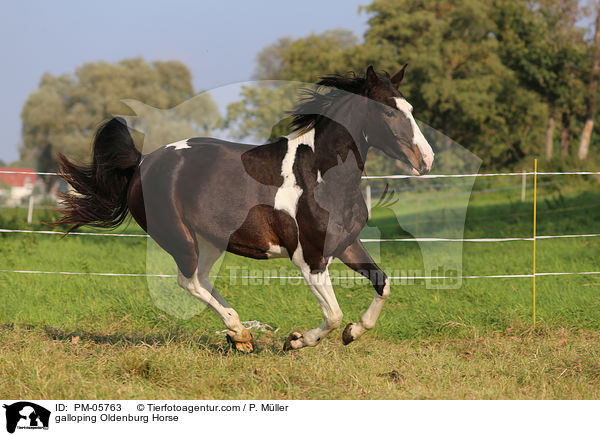 galloping Oldenburg Horse / PM-05763