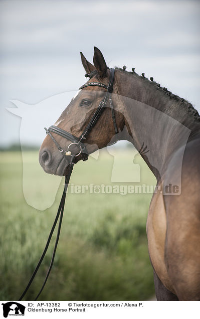 Oldenburger Portrait / Oldenburg Horse Portrait / AP-13382
