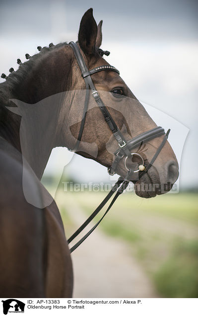 Oldenburger Portrait / Oldenburg Horse Portrait / AP-13383