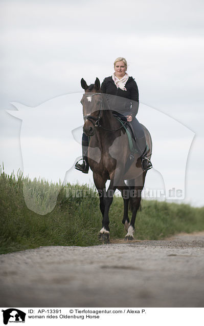 Frau reitet Oldenburger / woman rides Oldenburg Horse / AP-13391