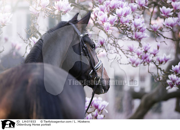 Oldenburg Horse portrait / LH-01933