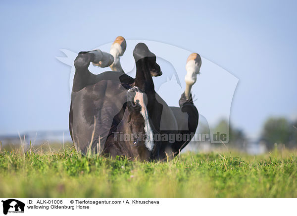 Oldenburger wlzt sich / wallowing Oldenburg Horse / ALK-01006