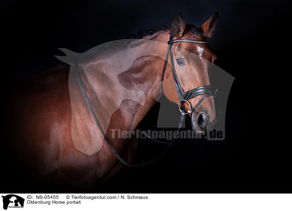 Oldenburger Portrait / Oldenburg Horse portait / NS-05455