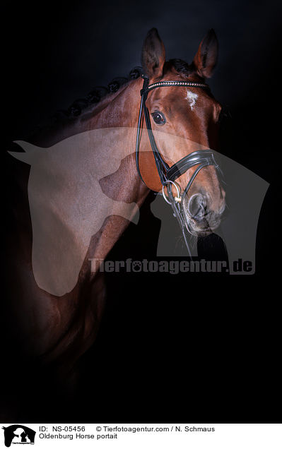 Oldenburger Portrait / Oldenburg Horse portait / NS-05456