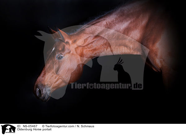 Oldenburger Portrait / Oldenburg Horse portait / NS-05467