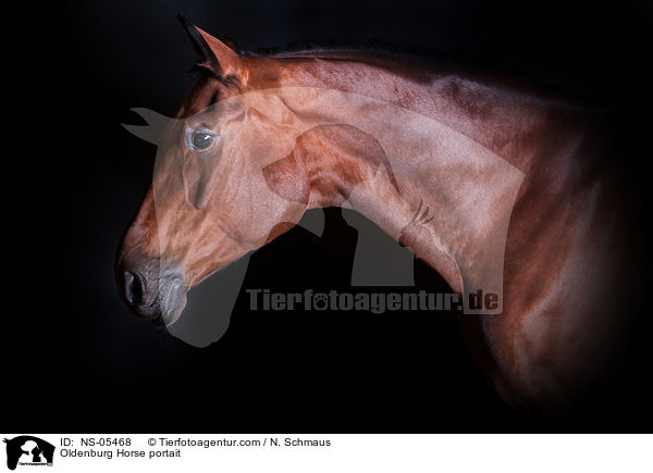 Oldenburger Portrait / Oldenburg Horse portait / NS-05468