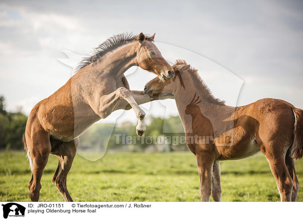 spielende Oldenburger Fohlen / playing Oldenburg Horse foal / JRO-01151