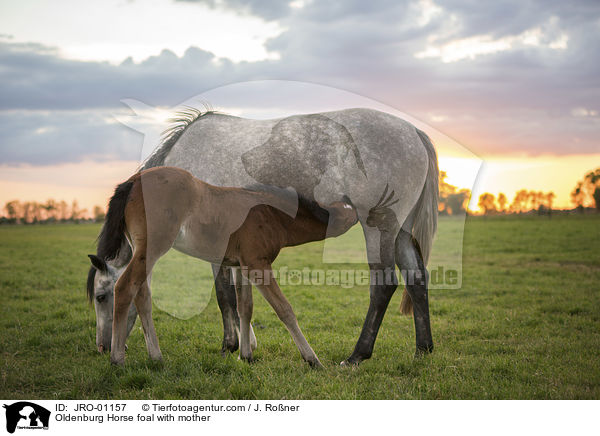 Oldenburger Fohlen mit Mutter / Oldenburg Horse foal with mother / JRO-01157