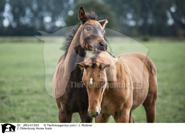 2 Oldenburger Fohlen / 2 Oldenburg Horse foals / JRO-01293