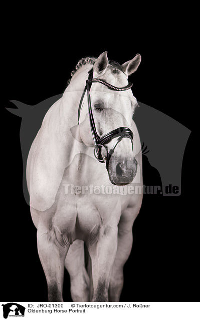 Oldenburger Portrait / Oldenburg Horse Portrait / JRO-01300