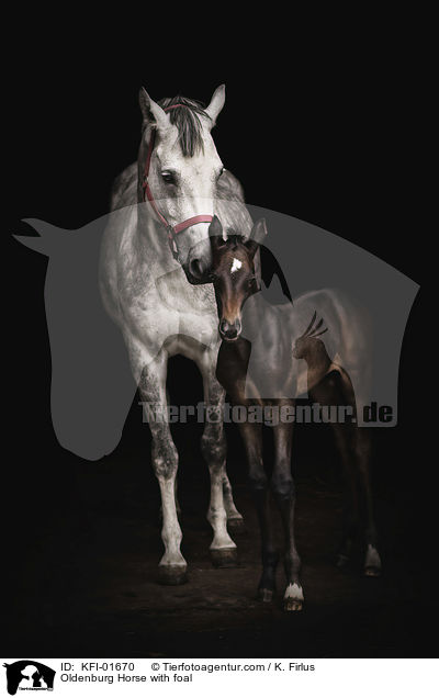 Oldenburger Stute mit Fohlen / Oldenburg Horse with foal / KFI-01670