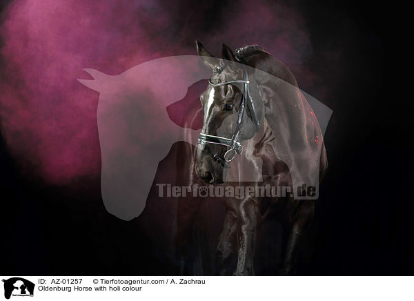 Oldenburger mit Holi Farbe / Oldenburg Horse with holi colour / AZ-01257