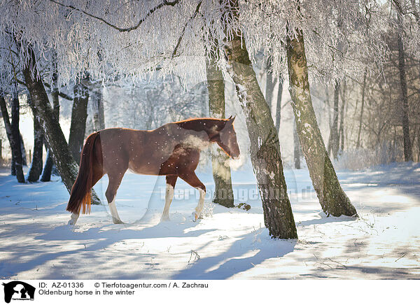 Oldenburger im Winter / Oldenburg horse in the winter / AZ-01336