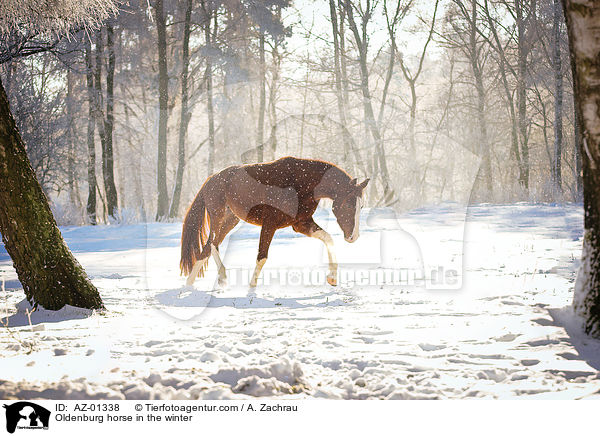 Oldenburger im Winter / Oldenburg horse in the winter / AZ-01338