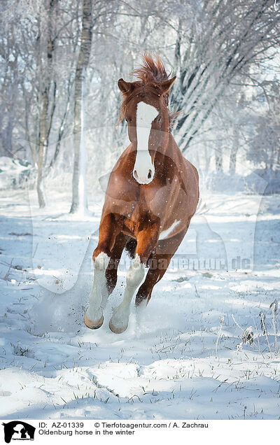 Oldenburger im Winter / Oldenburg horse in the winter / AZ-01339