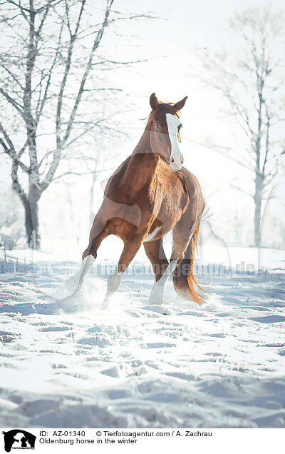 Oldenburger im Winter / Oldenburg horse in the winter / AZ-01340