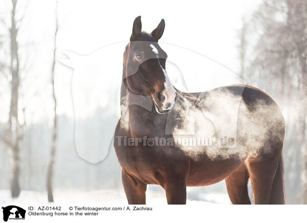 Oldenburger im Winter / Oldenburg horse in the winter / AZ-01442