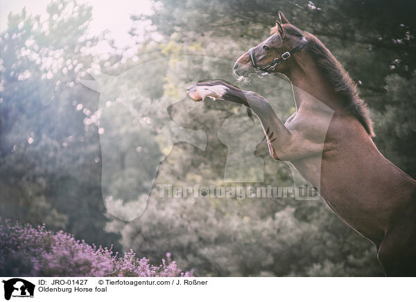 Oldenburger Fohlen / Oldenburg Horse foal / JRO-01427