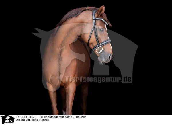 Oldenburger Portrait / Oldenburg Horse Portrait / JRO-01433