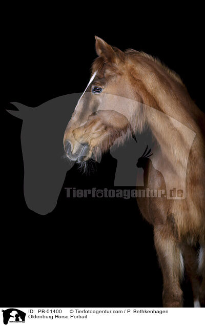 Oldenburger Portrait / Oldenburg Horse Portrait / PB-01400