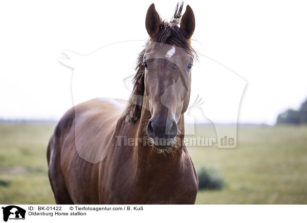 Oldenburg Horse stallion / BK-01422