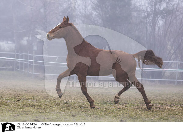 Oldenburg Horse / BK-01424