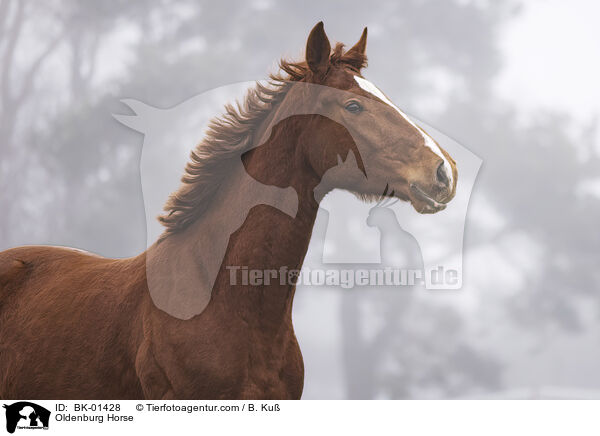 Oldenburg Horse / BK-01428