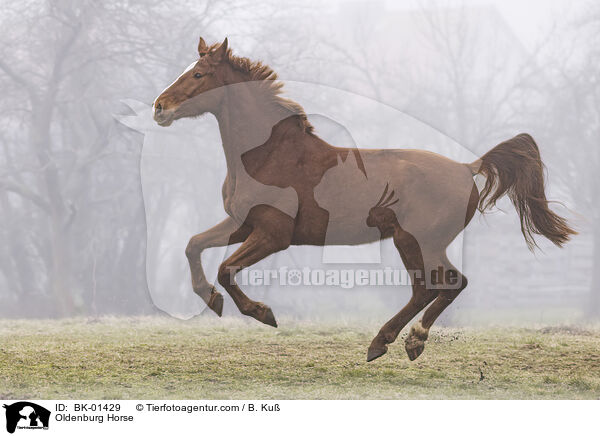 Oldenburg Horse / BK-01429