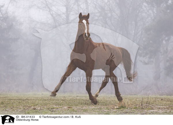 Oldenburg Horse / BK-01433