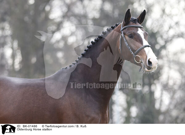 Oldenburg Horse stallion / BK-01486