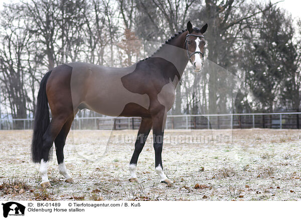 Oldenburg Horse stallion / BK-01489