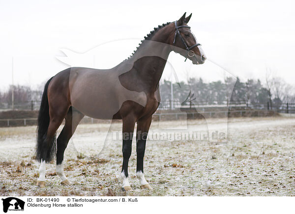 Oldenburg Horse stallion / BK-01490