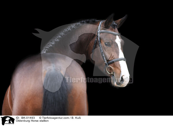 Oldenburg Horse stallion / BK-01493