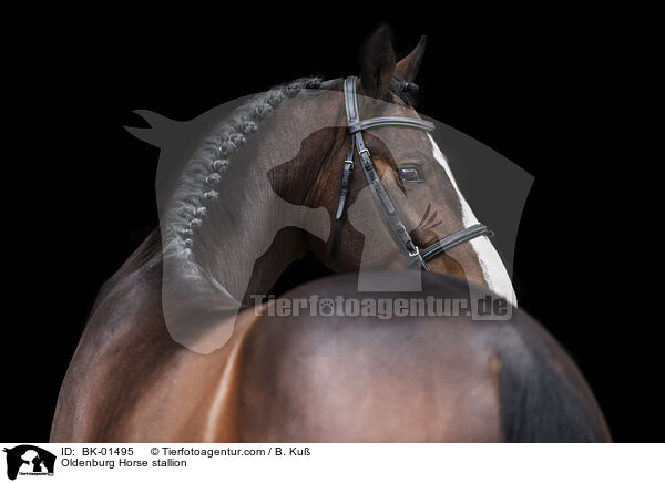 Oldenburg Horse stallion / BK-01495
