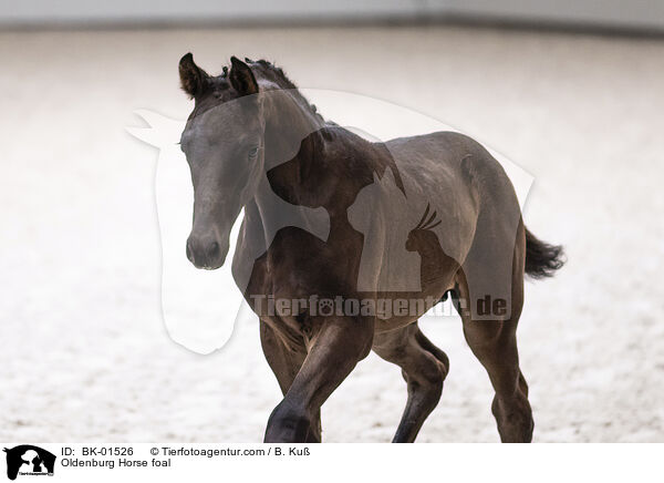 Oldenburg Horse foal / BK-01526