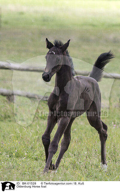 Oldenburg Horse foal / BK-01528