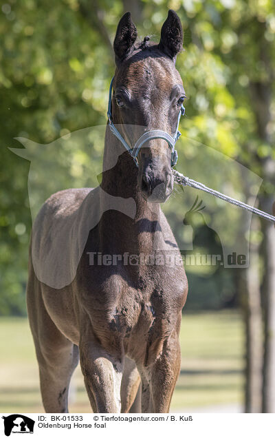 Oldenburg Horse foal / BK-01533