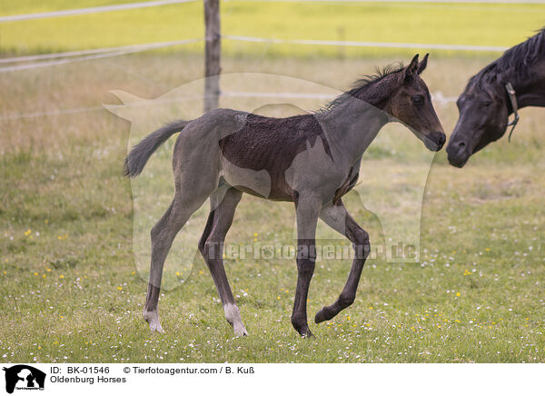 Oldenburg Horses / BK-01546