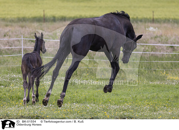 Oldenburger / Oldenburg Horses / BK-01554