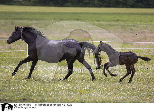 Oldenburger / Oldenburg Horses / BK-01560