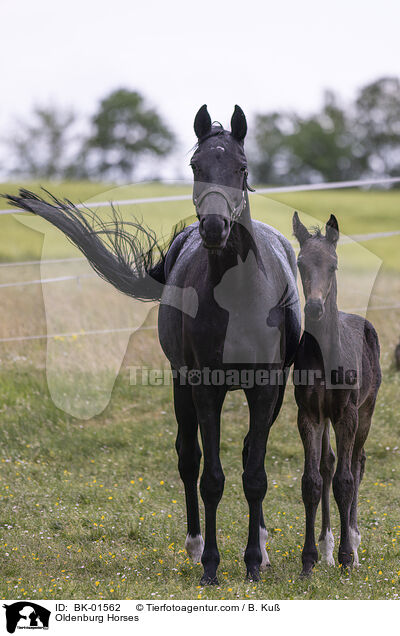 Oldenburger / Oldenburg Horses / BK-01562