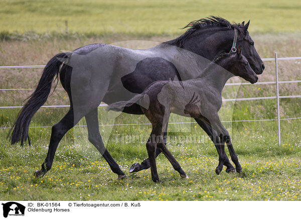 Oldenburger / Oldenburg Horses / BK-01564