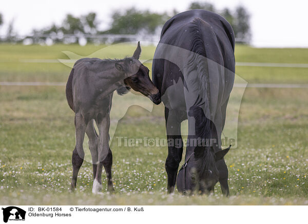 Oldenburger / Oldenburg Horses / BK-01584