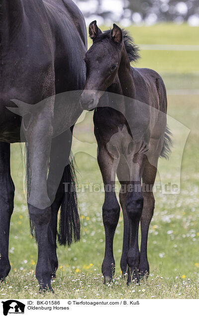 Oldenburger / Oldenburg Horses / BK-01586