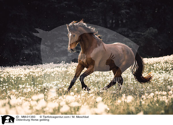Oldenburg Horse gelding / MM-01360
