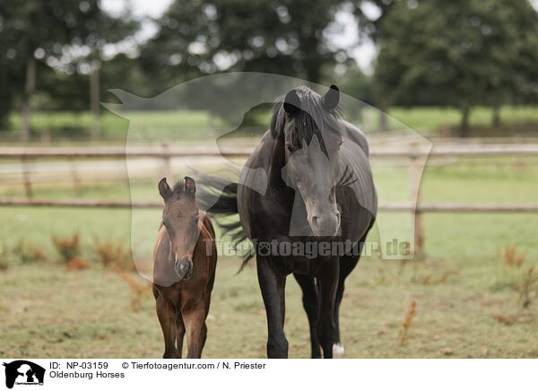 Oldenburg Horses / NP-03159